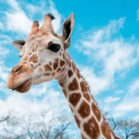 Giraffe Wallpapers